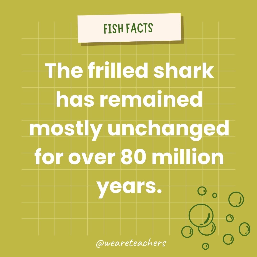 The frilled shark has remained mostly unchanged for over 80 million years.