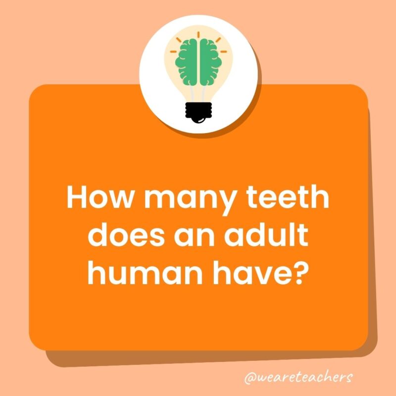 How many teeth does an adult human have? 