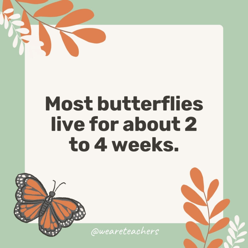 35 Fascinating and Fun Facts About Butterflies