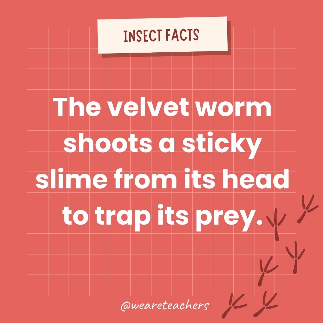 The velvet worm shoots a sticky slime from its head to trap its prey.- animal facts