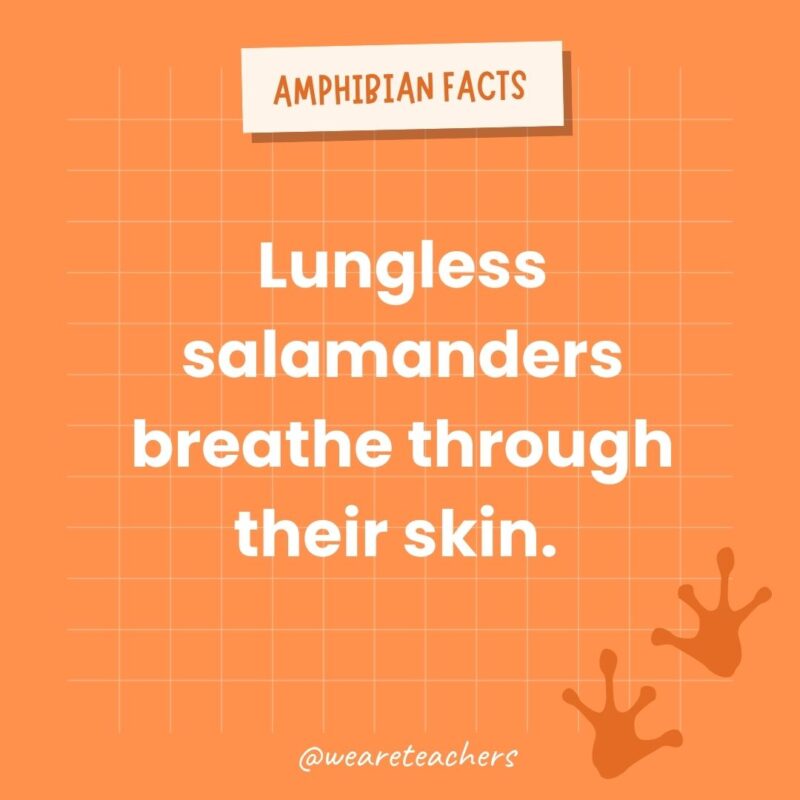 Lungless salamanders breathe through their skin. 