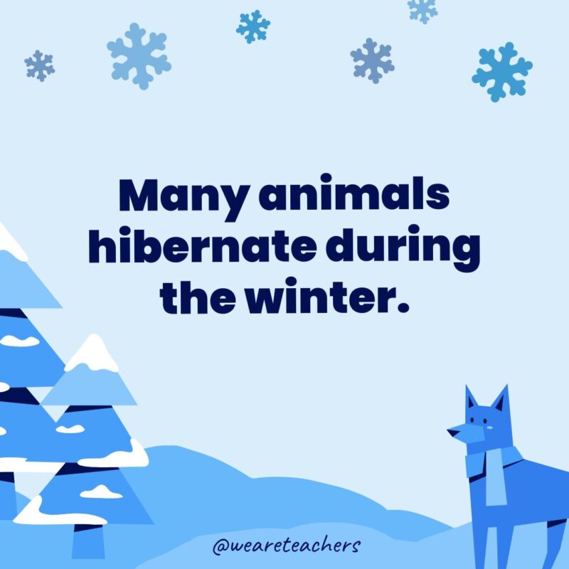 Many animals hibernate during the winter.