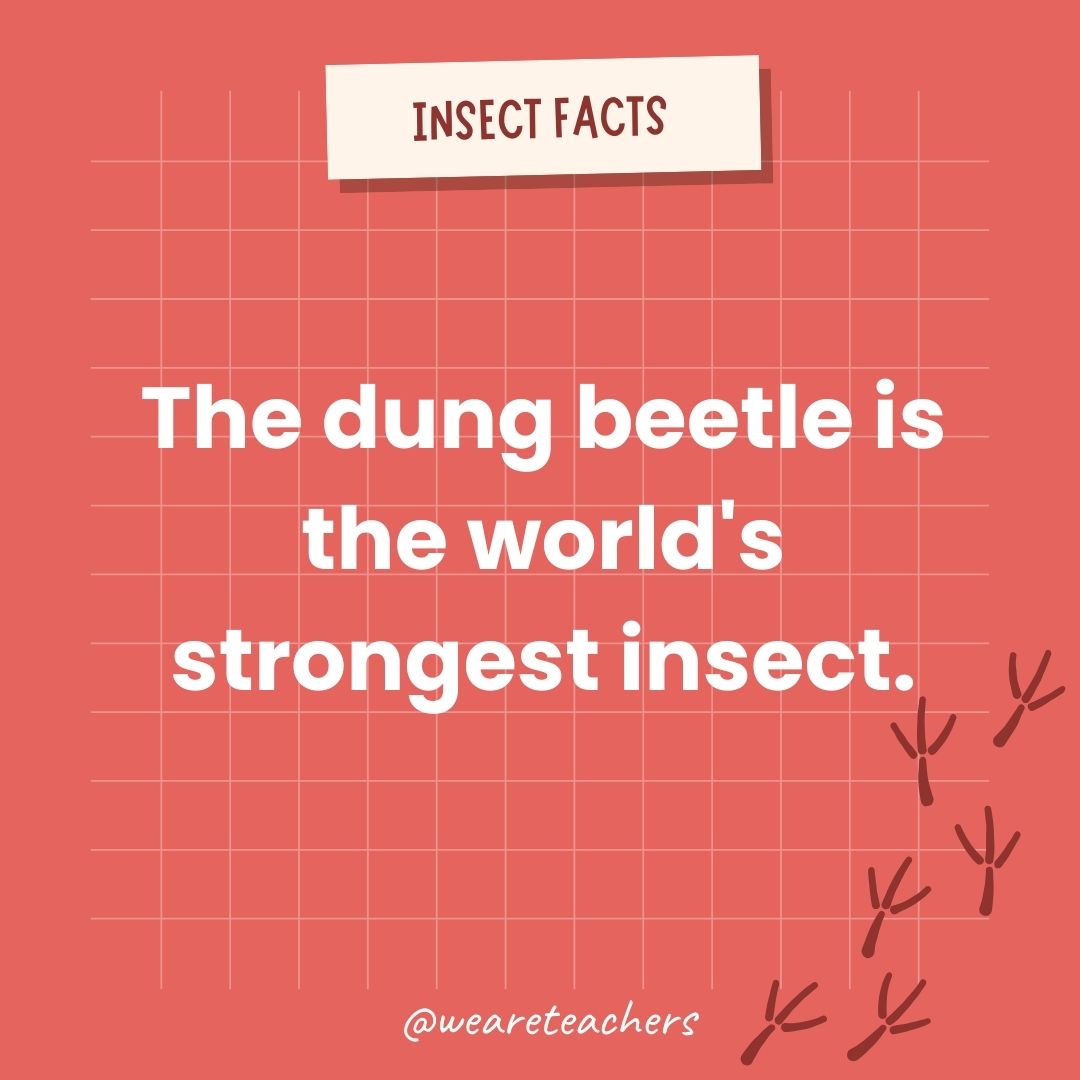 The dung beetle is the world's strongest insect.