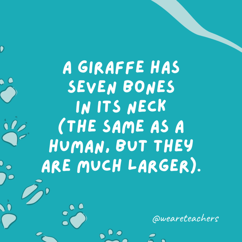 A giraffe has seven bones in its neck (the same as a human, but they are much larger).- animal facts