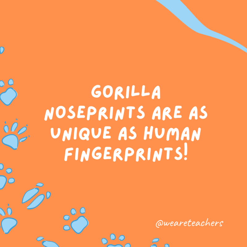 Gorilla noseprints are as unique as human fingerprints an example of animal facts.- animal facts
