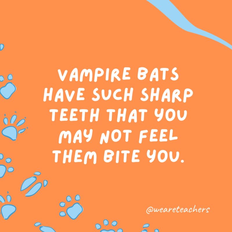 Vampire bats have such sharp teeth that you may not feel them bite you an example of animal facts.- animal facts