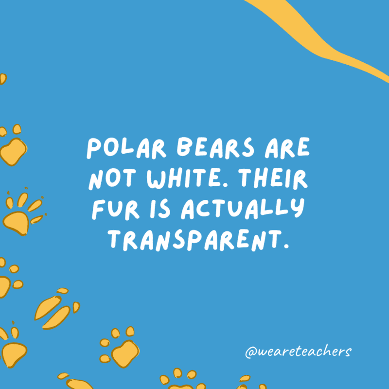 Polar bears are not white. Their fur is actually transparent an example of animal facts.