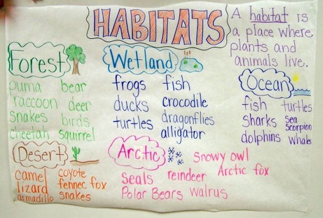 20 Wild Ways To Explore Animal Habitats With Kids