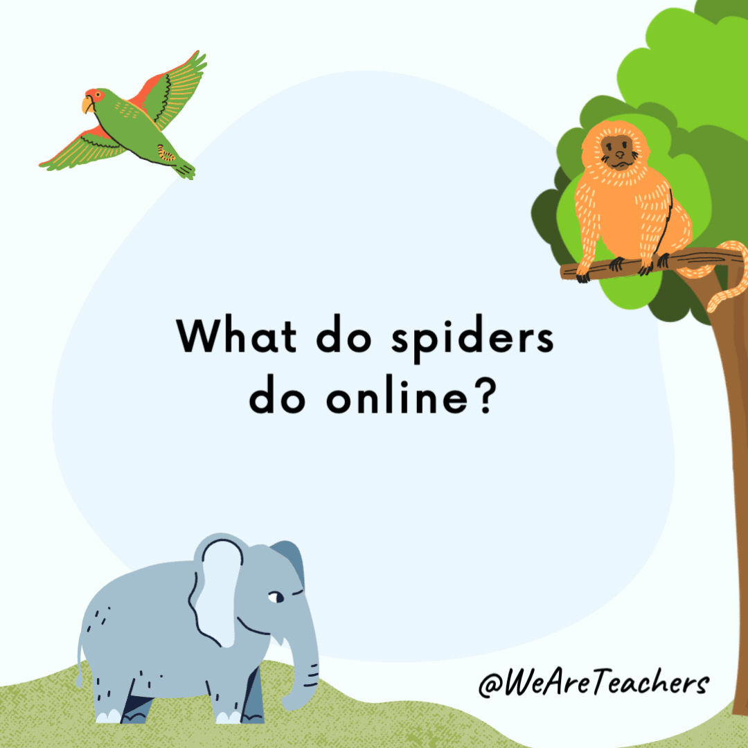 What do spiders do online?- animal jokes