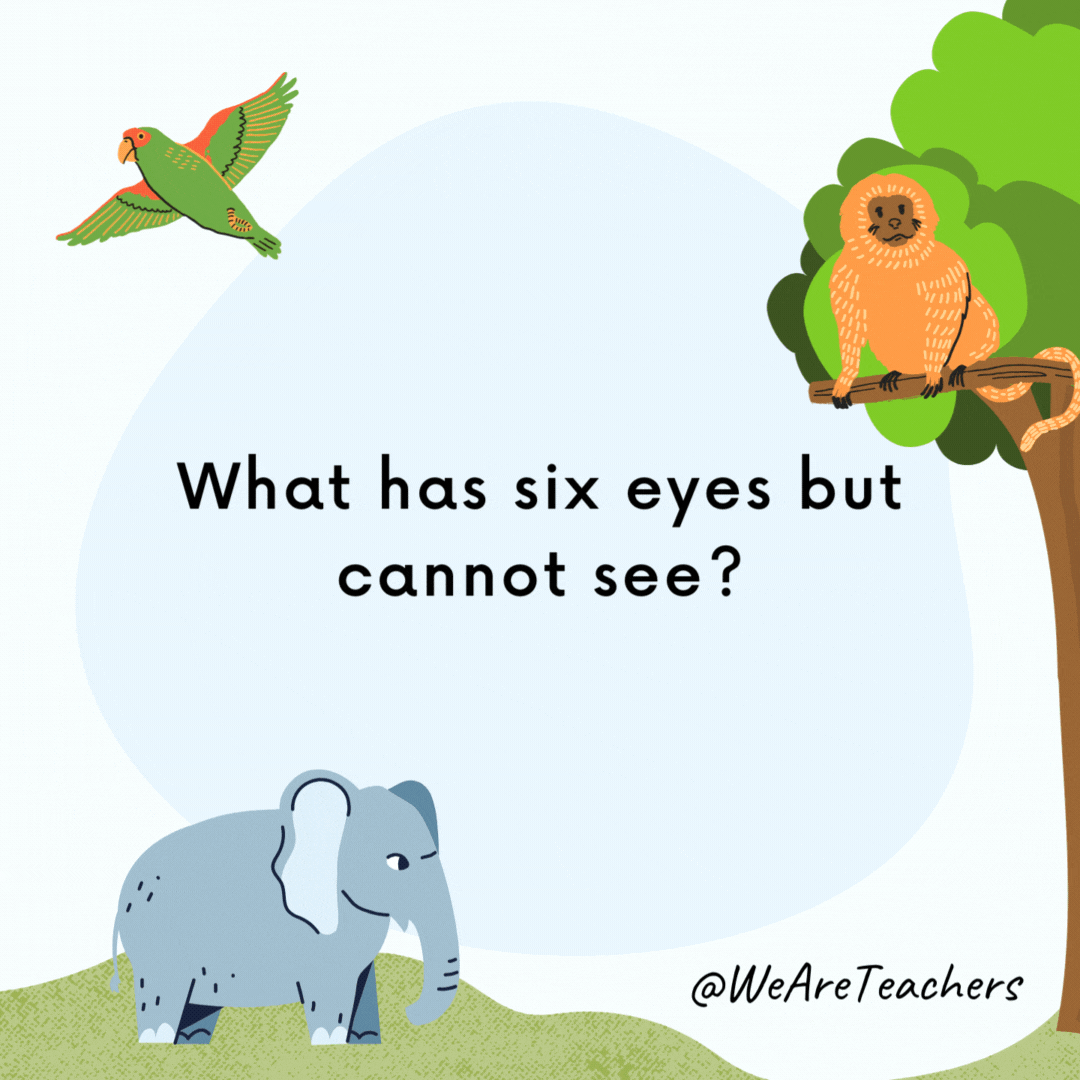 What has six eyes but cannot see?

Three blind mice.- animal jokes