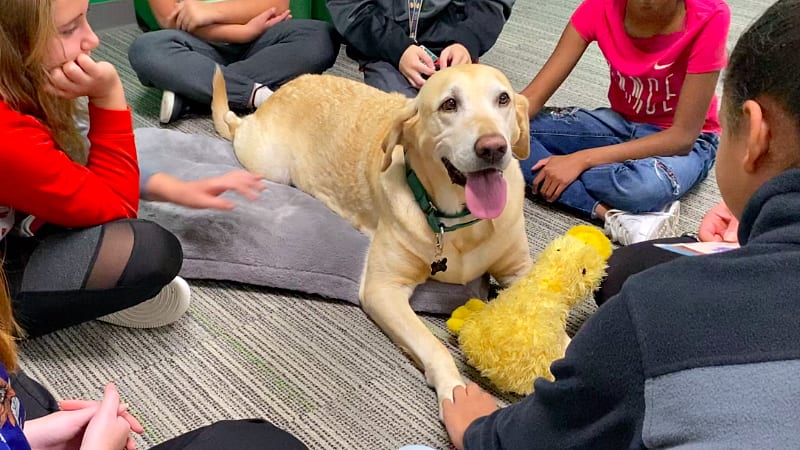 Wag Well, Be Well — Therapy dogs visit SBCC, help students de