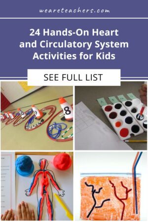 24 Best Circulatory System Activities For Kids