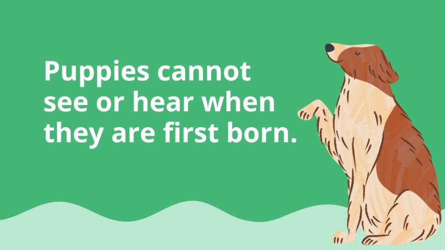 25 Tail-Wagging Dog Facts For Kids Of All Ages