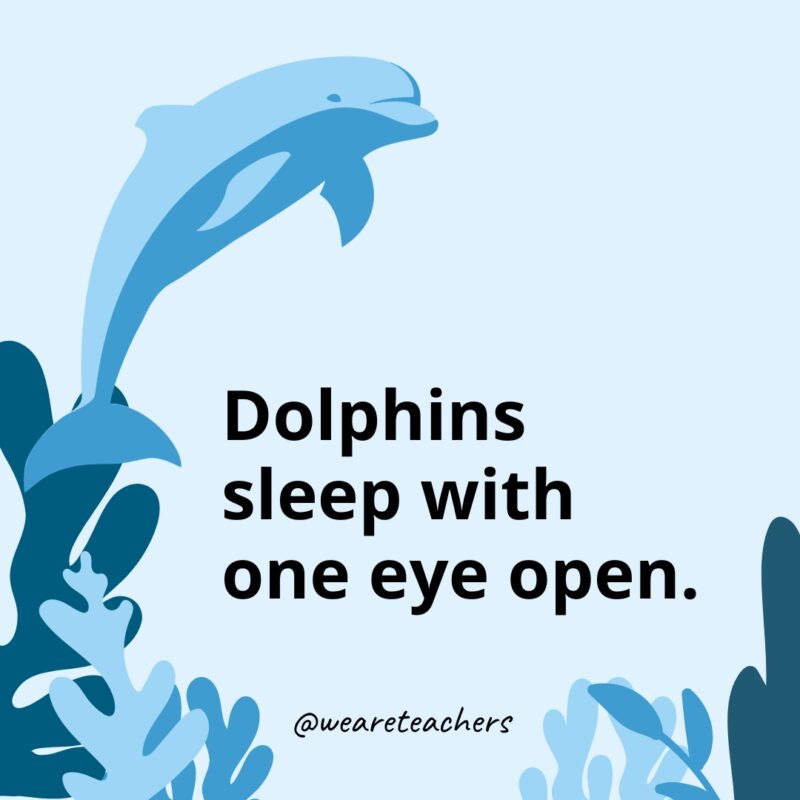 Dolphins sleep with one eye open.