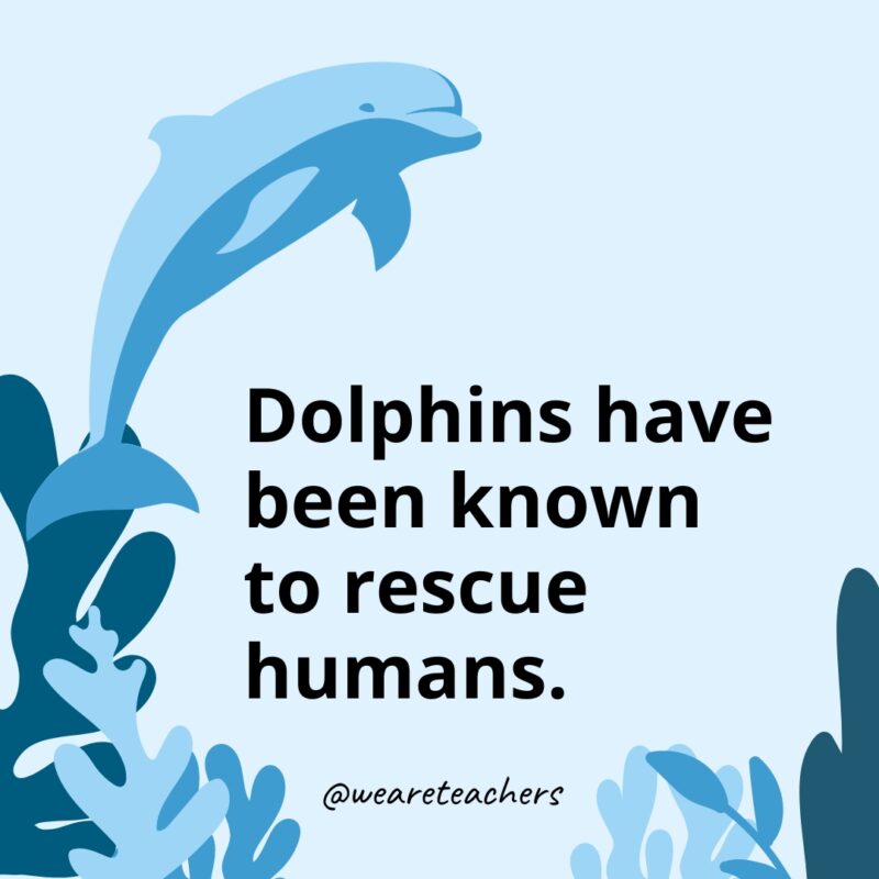 Dolphins have been known to rescue humans.