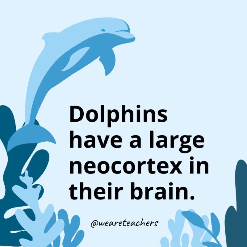 Dolphins have a large neocortex in their brain.