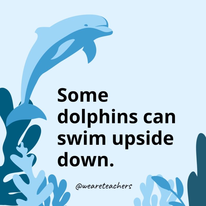 Some dolphins can swim upside down.