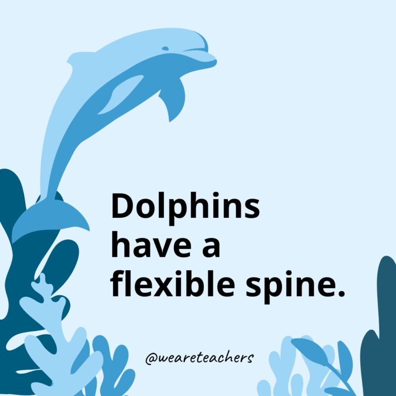 Dolphins have a flexible spine.