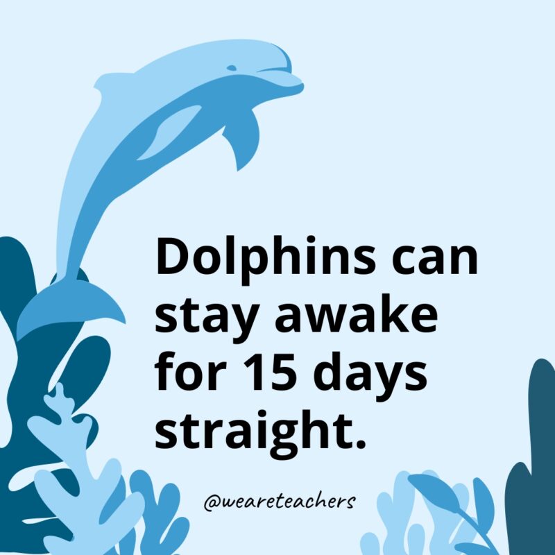 Dolphins can stay awake for 15 days straight.