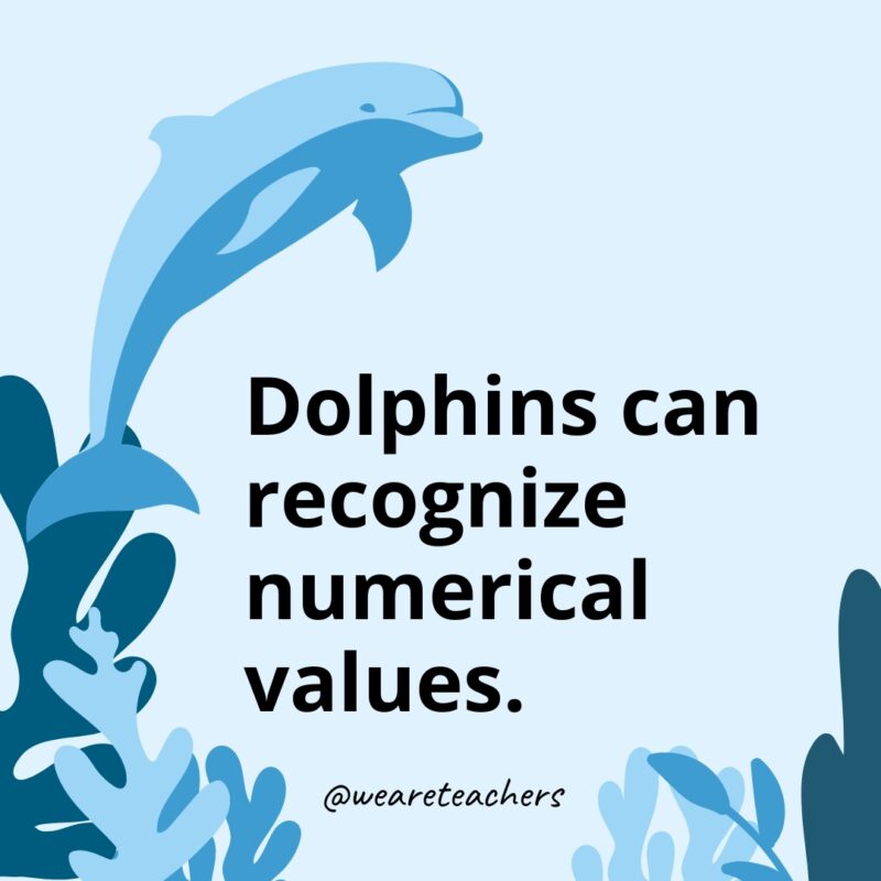 Dolphins can recognize numerical values.