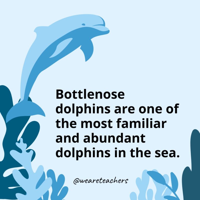 Bottlenose dolphins are one of the most familiar and abundant dolphins in the sea.