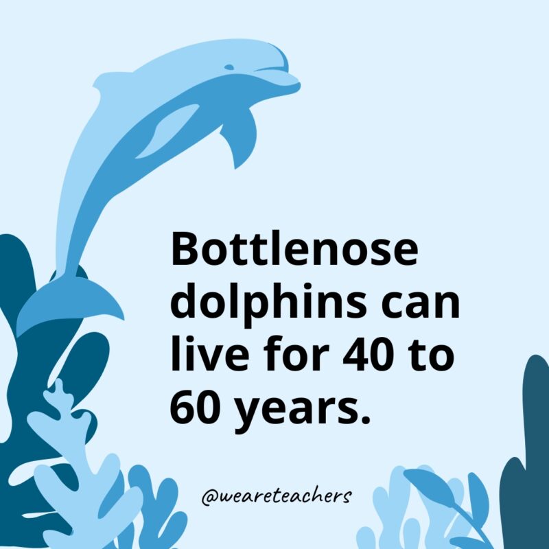 Bottlenose dolphins can live for 40 to 60 years.