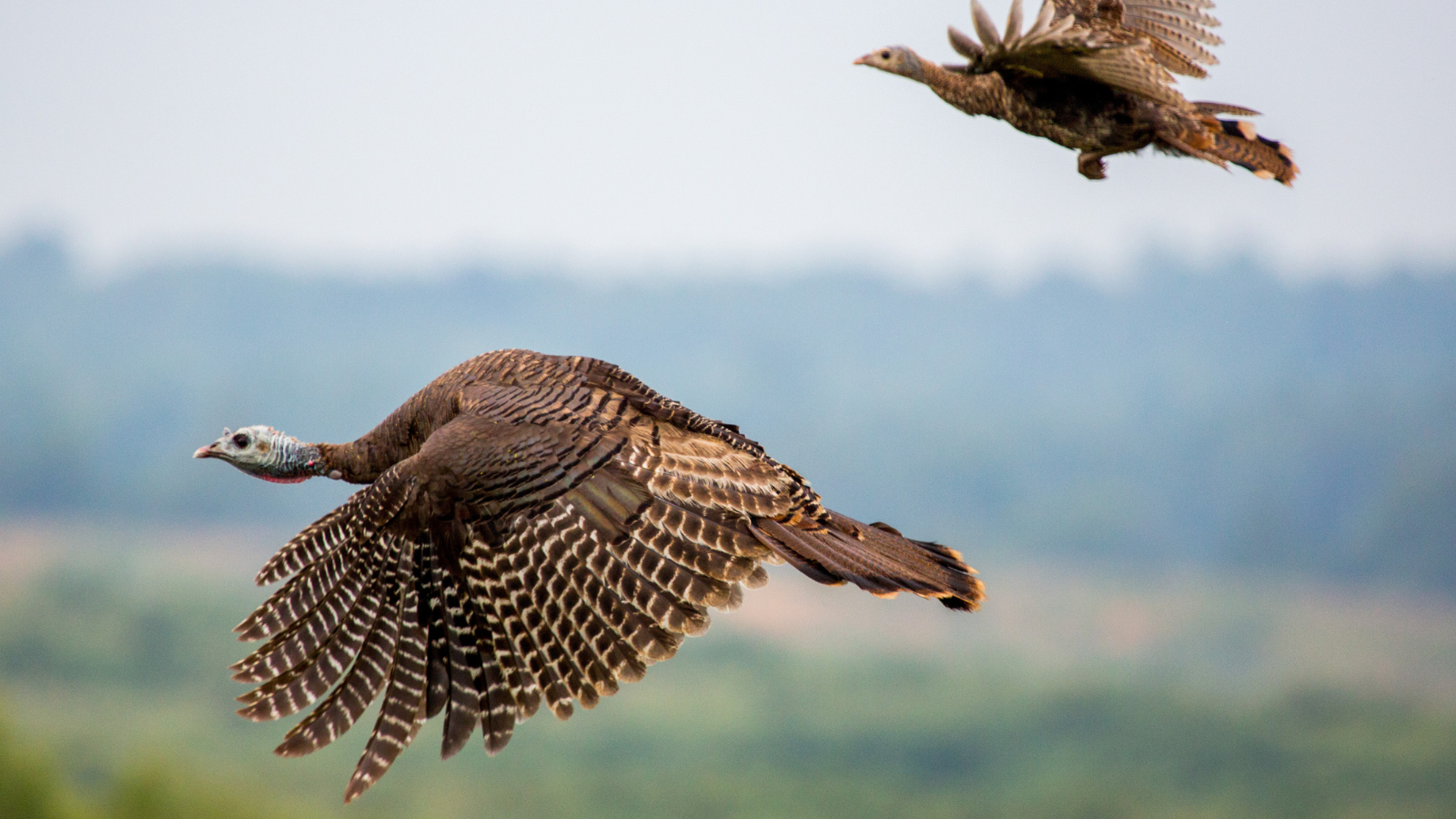 how fast can a turkey fly