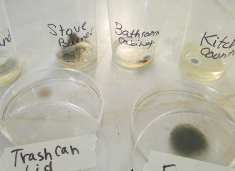 growing mold experiment for high school science experiments