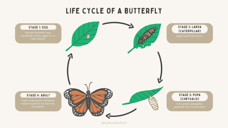 Butterfly Life Cycle (free Google Slides And More)