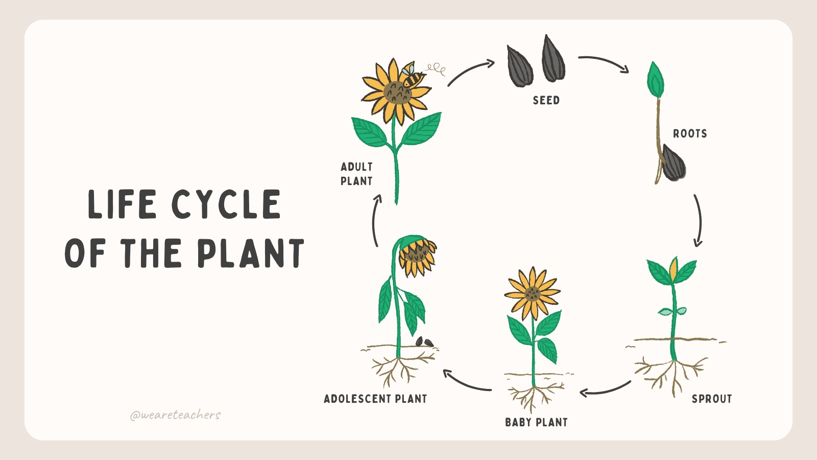 Diagram featuring the life cycle of a plant.