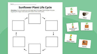 Plant Life Cycle Worksheet Bundle (free Printables)