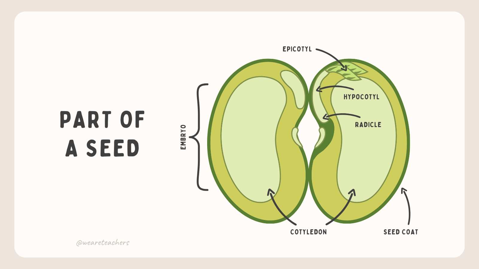 Diagramfeaturing parts of a seed.