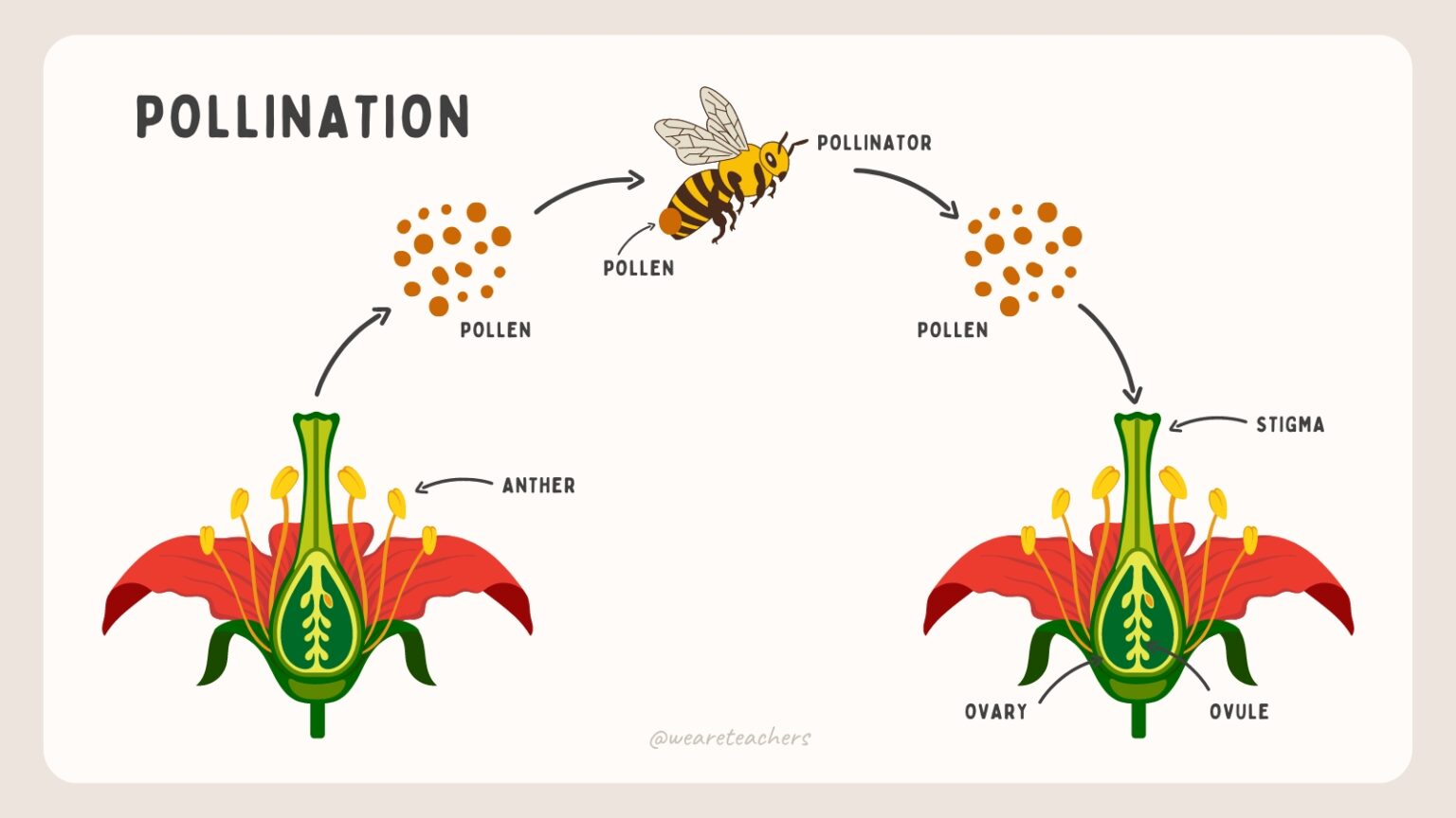 The Plant Life Cycle for Kids – Emirates Education Platform