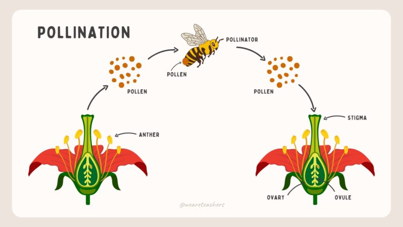Diagram showing how pollination works.