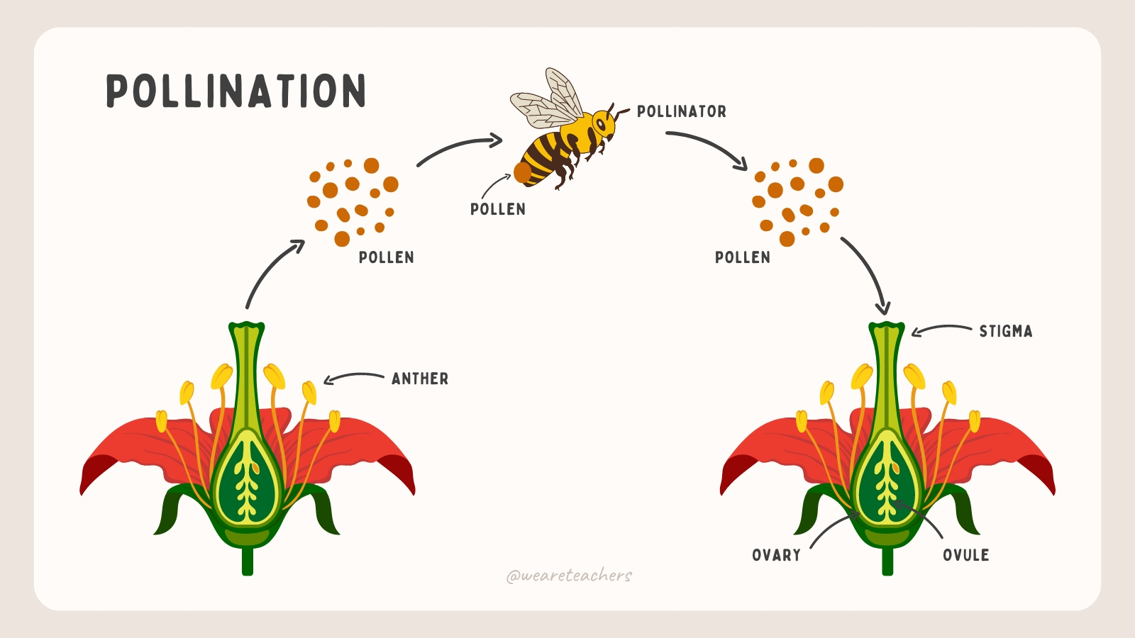 Plant Life Cycle: Classroom Resources and Free Google Slides