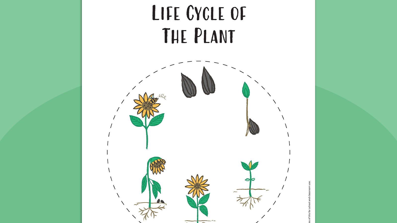 Life cycle of a plant