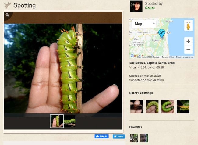 Screenshot of a page from Project Noah, showing a large caterpillar