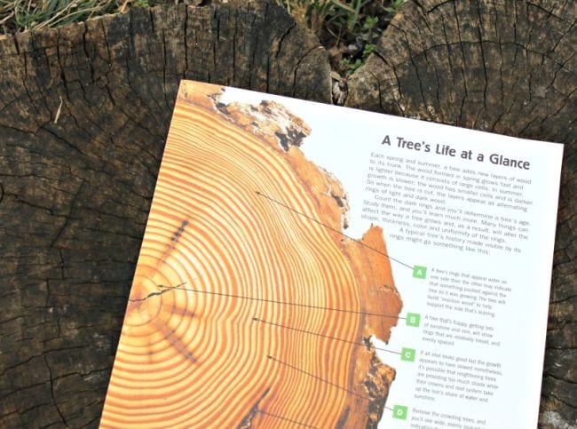 Outdoor science activities can use printables like this A Tree's Life at a Glance printable lying on a tree trunk 