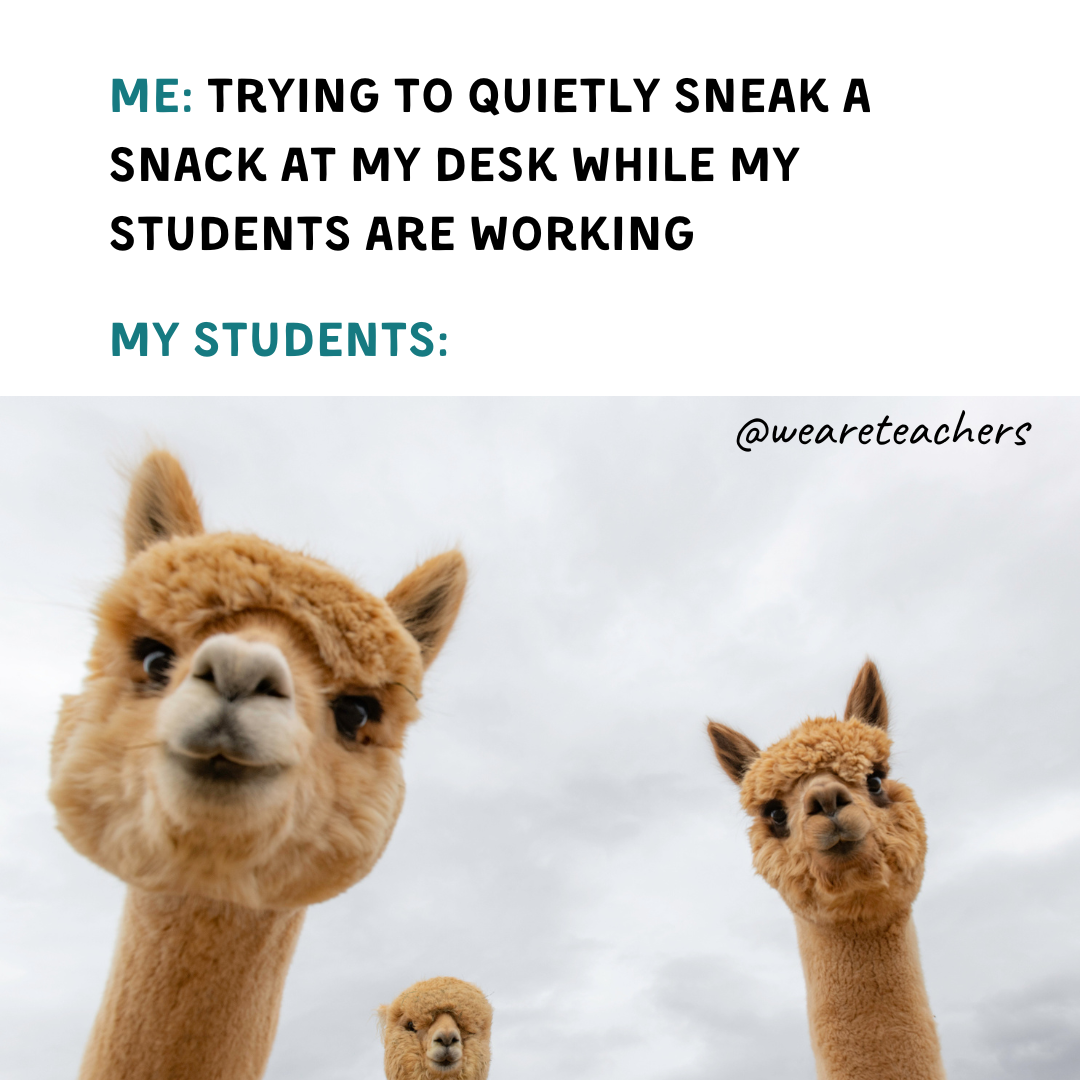 funny student memes