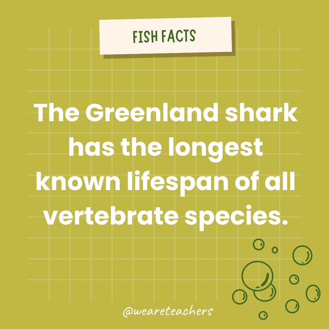 The Greenland shark has the longest known lifespan of all vertebrate species.