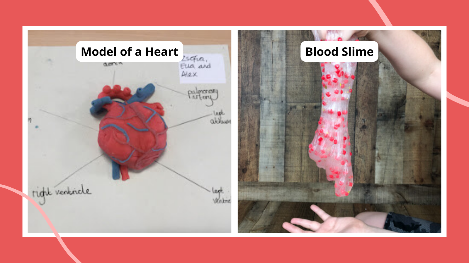 Labelled Heart Display Poster, Primary Resources