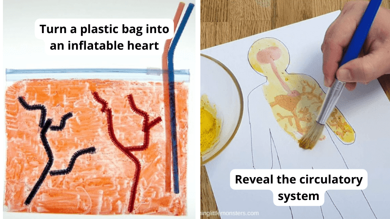 diagram of the circulatory system for 5th grade