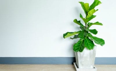 5 of the Best Classroom Plants (Even if You Have a Black Thumb)