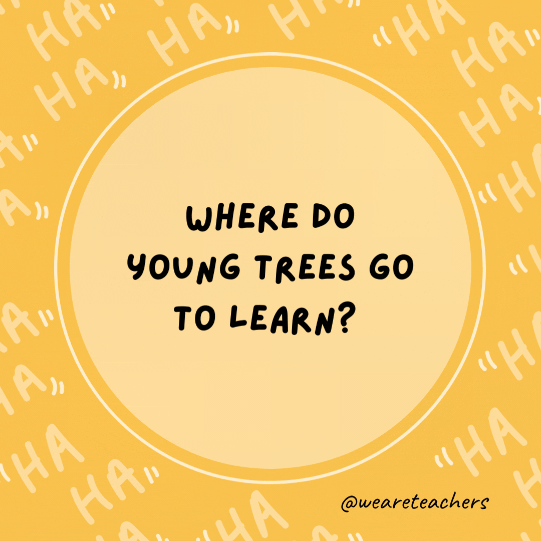 Where do young trees go to learn?  Elementree school.- dad jokes for kids