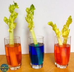 45 Fabulous 1st Grade Science Experiments and Projects To Try