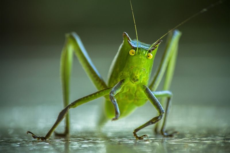 A closeup view of a grasshopper looking directly at the camera