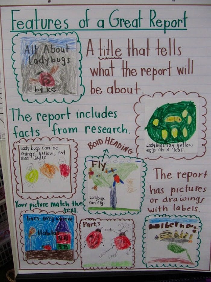 Features of a great report anchor chart showing student report on ladybugs
