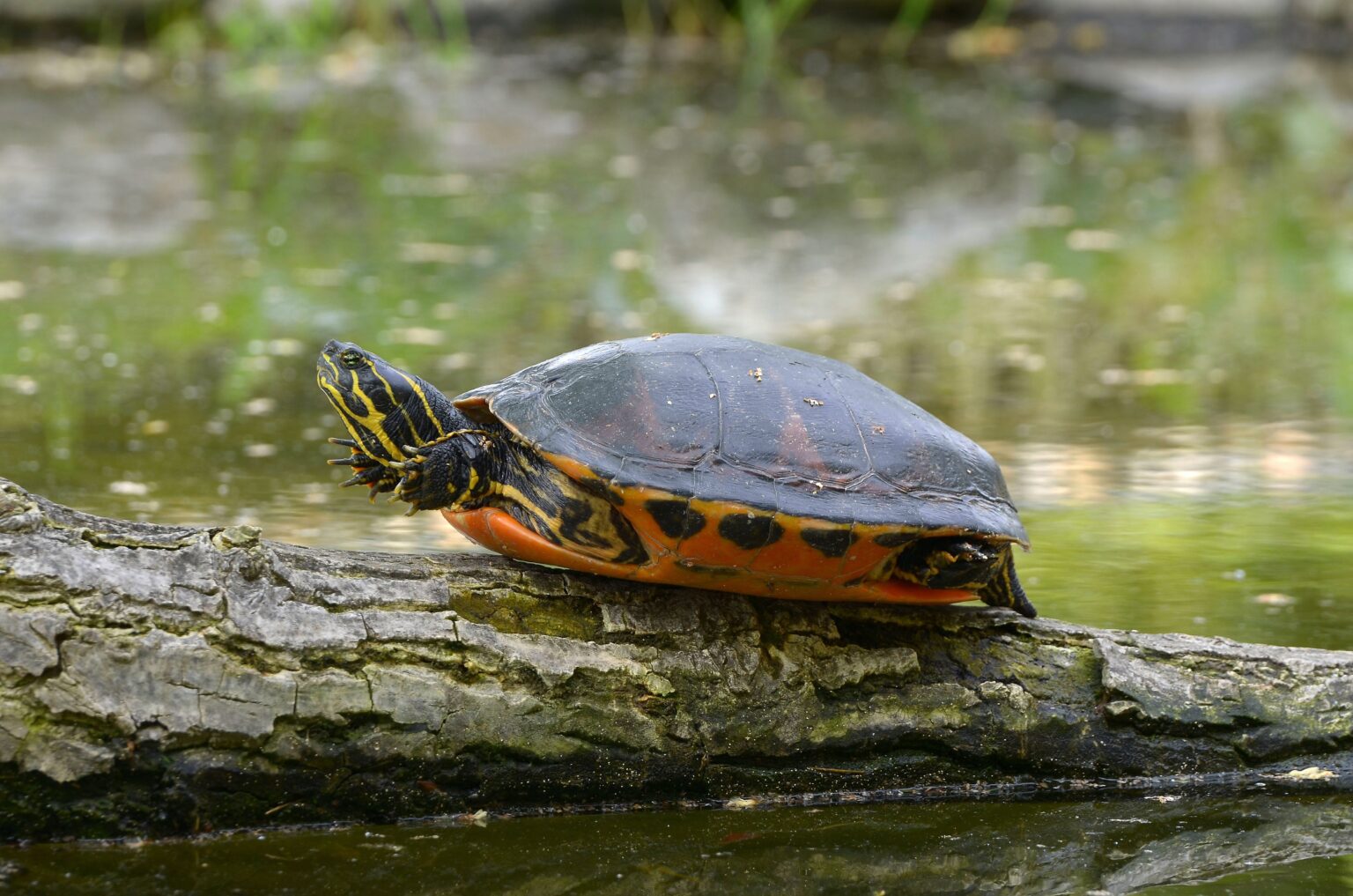 12 Animals That Hibernate (Plus a Free Worksheet Bundle)