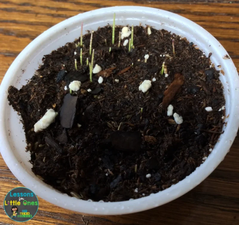 cup with soil and plants growing in it for an 8th grade science fair project 