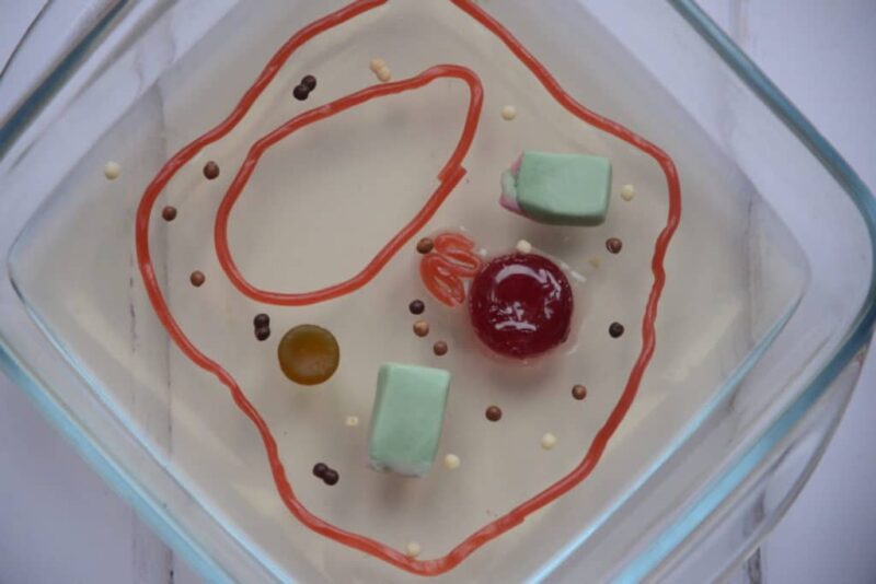3d plant cell model project ideas